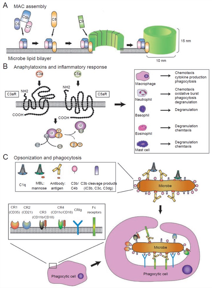 Effectors of the complement system.