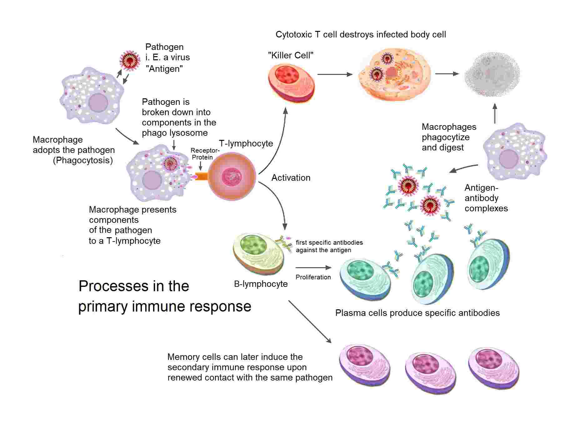 Fig. 1 Overview of the primary immune response. (From Wikipedia: Sciencia58 an the makers of the single images Domdomegg, Fæ, Petr94, Manu5 - Own Graphic using File:Macrophage.svg, File:201308 B cell.svg, File:Normal plasma blood cells.jpg, File:Aufbau einer Tierischen Zelle.jpg, File:3D medical animation coronavirus structure.jpg, source: Immune response， https://commons.wikimedia.org/wiki/File:Primary_immune_response_1.png)