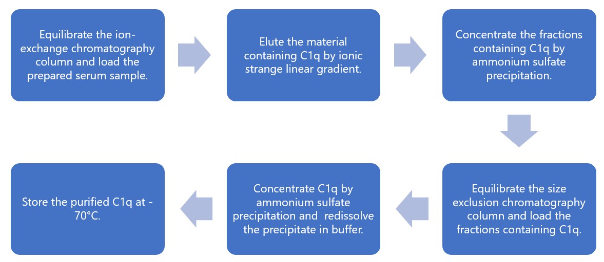 Flow chart of C1q purification by ion-exchange column and size exclusion column.