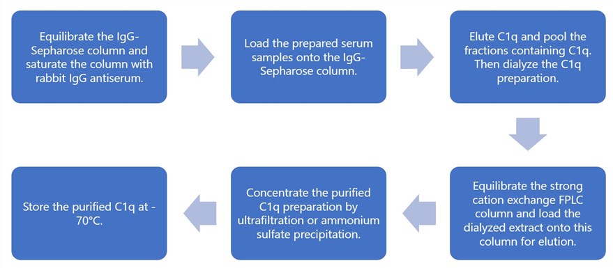Flow chart of C1q purification by IgG-Sepharose affinity column and FPLC on strong cation exchange column.