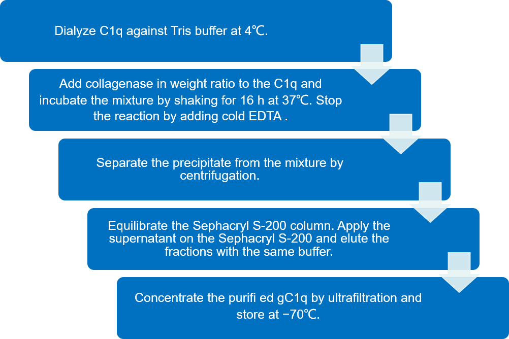 Flow chart of isolation of the CLR of C1q by Pepsin Digestion. (Creative Biolabs)