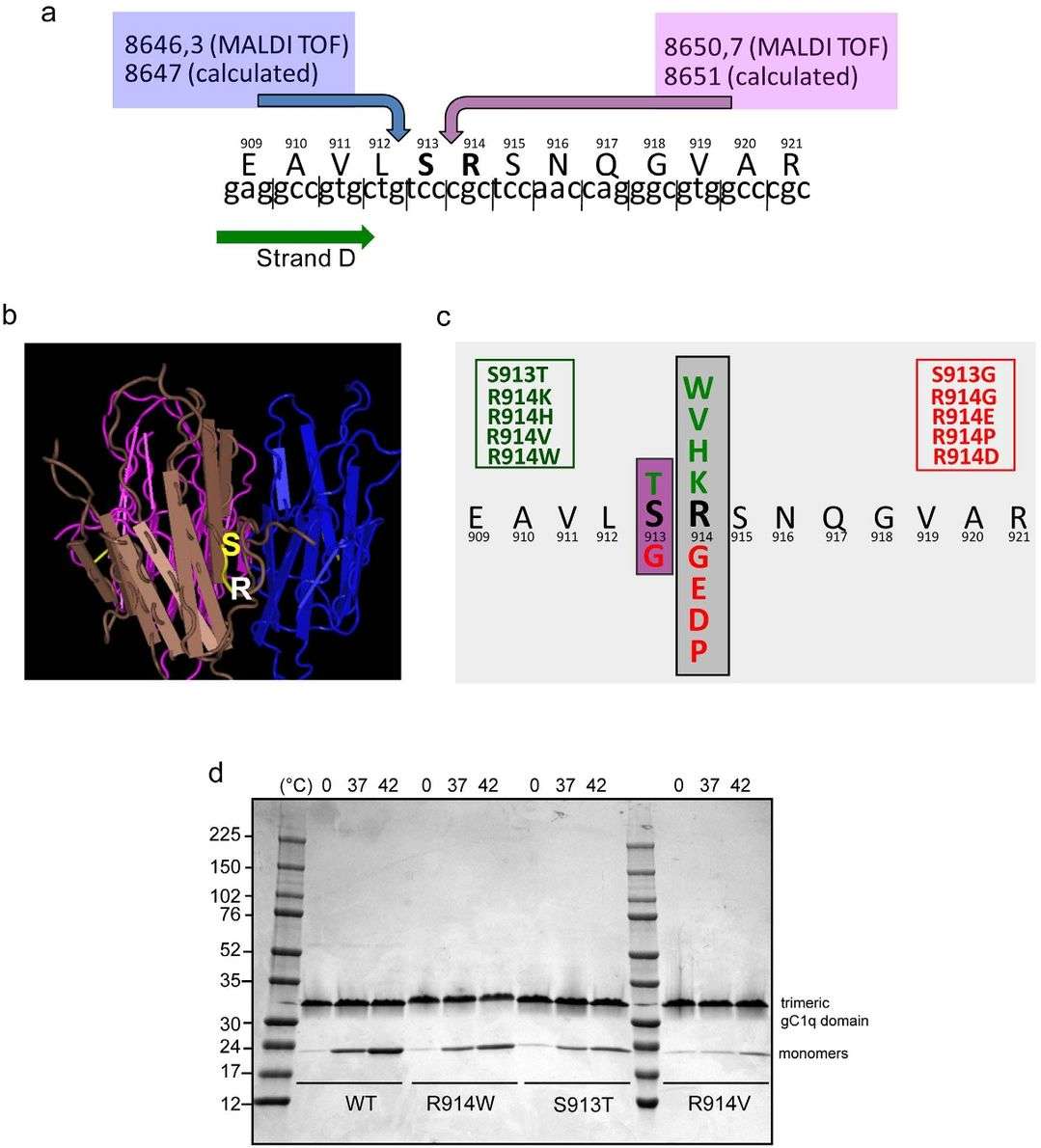 Identification of the possible NE cleavage site on gC1q.