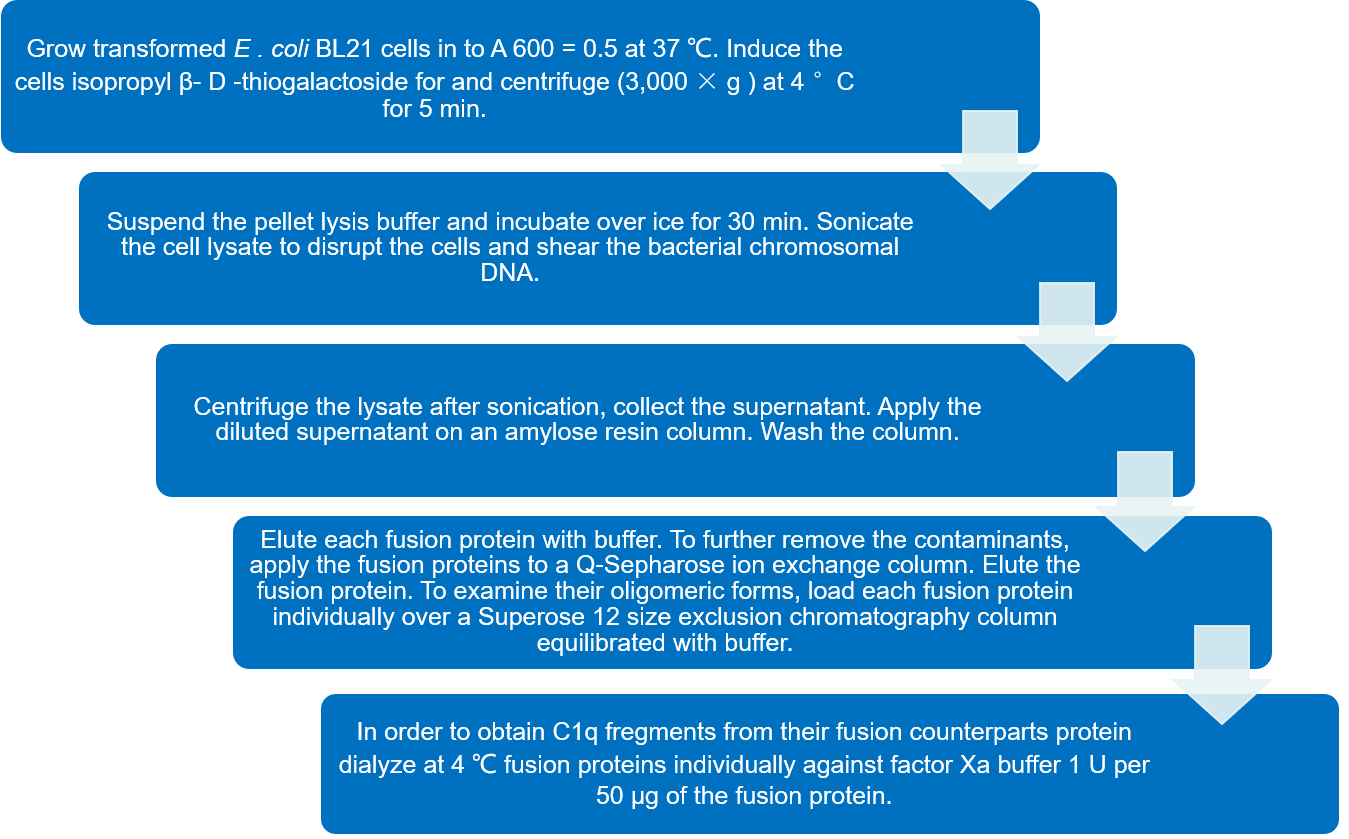 Flow chart of the expression and purification C1q fragments protocol. (Creative Biolabs)