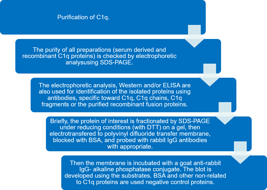 Flow chart of C1q biochemical analysis protocol. (Creative Biolabs)