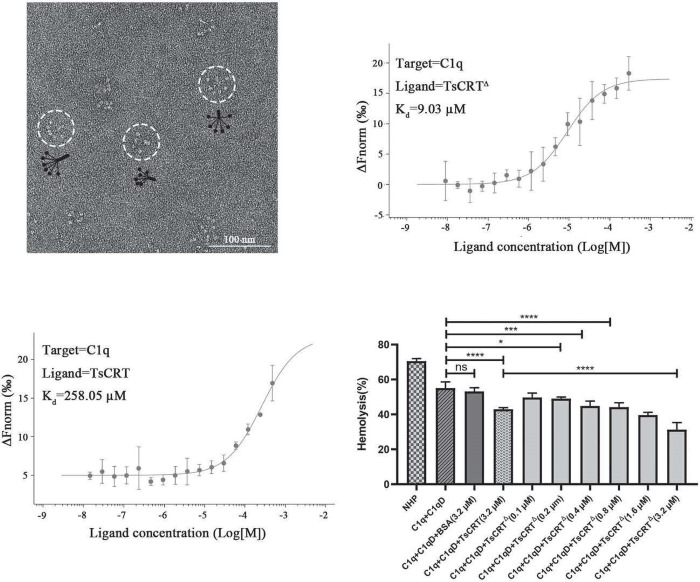  TsCRTΔ inhibits the initiation of the classical complement pathway through binding to C1q.