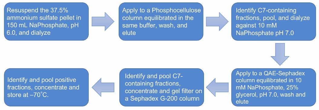 Flow chart of C7 purification protocol.