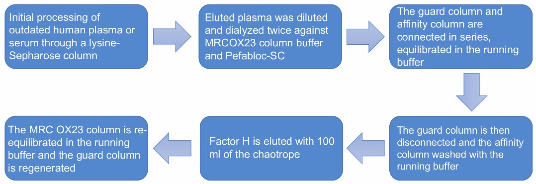 Flow chart of the immobilized anti-human FH antibody-based CFH purification protocol. 