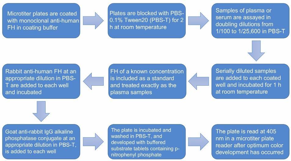 Flow chart of the CFH quantification in body fluids by ELISA protocol.