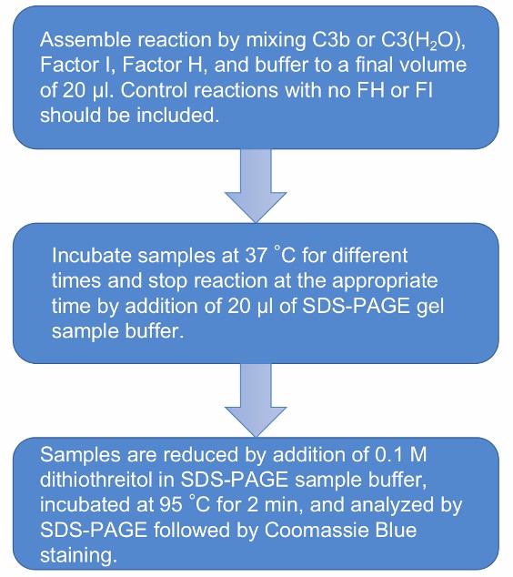 Flow chart of the CFH functional analysis protocol.
