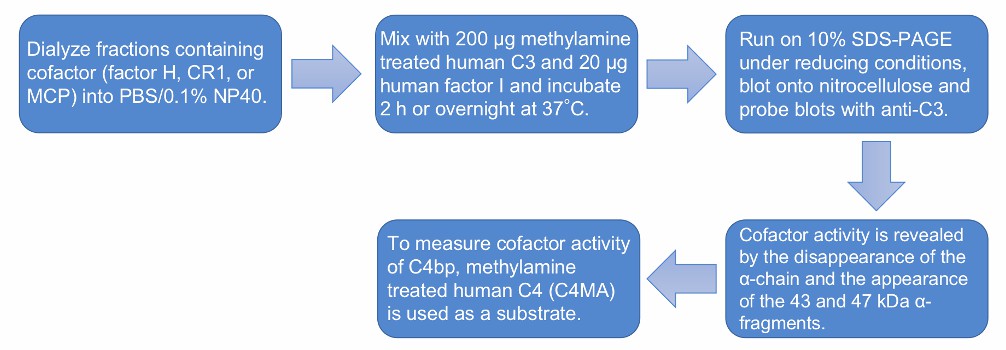 Flow chart of the complement factor I functional analysis protocol.