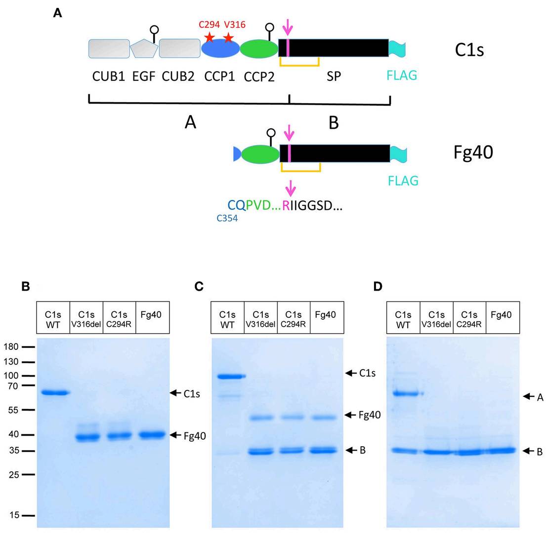 Truncated C1s fragments are secreted as a consequence of the two pEDS C1S mutations.