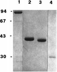  SDS-PAGE analysis of the recombinant proteins.