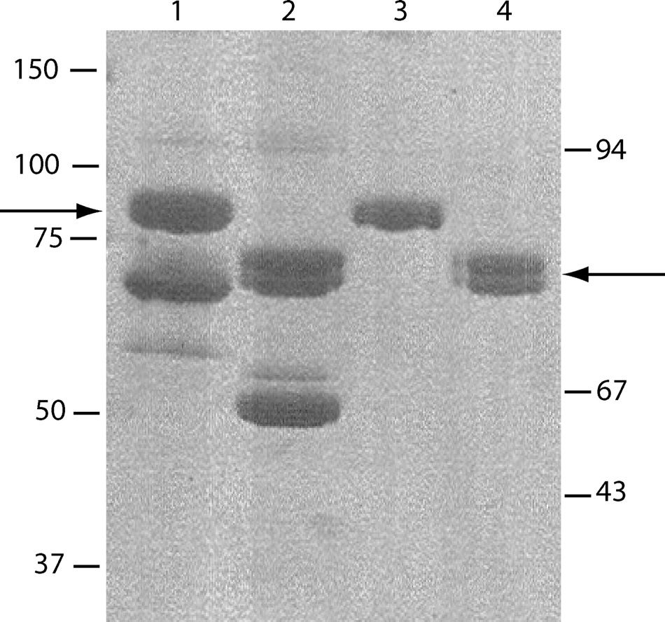 Purification of the recombinant C1s-C1r-C1r-C1s tetramer.