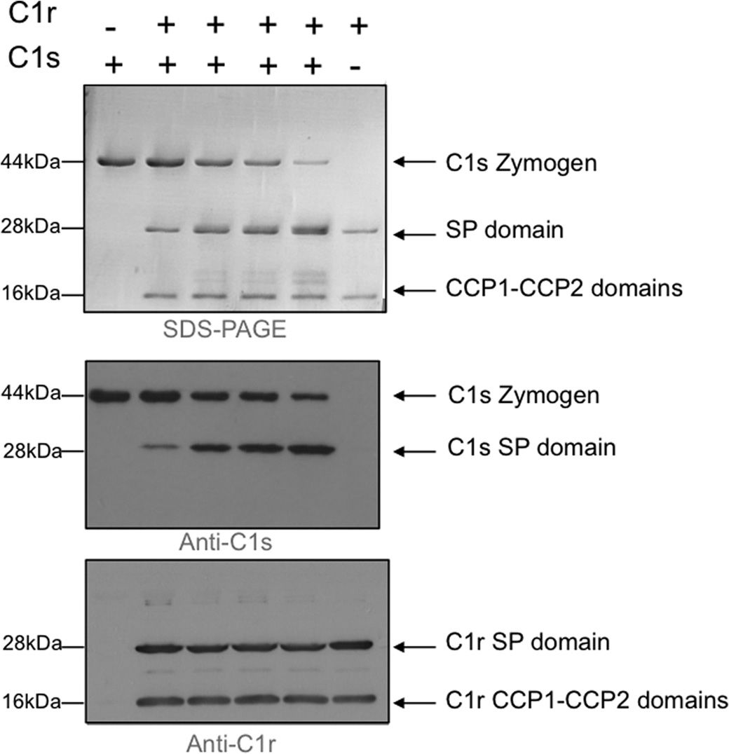 C1r cleavage of zymogen C1s.