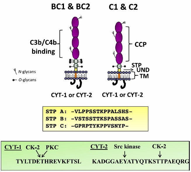 Schematic of CD46 protein structure.