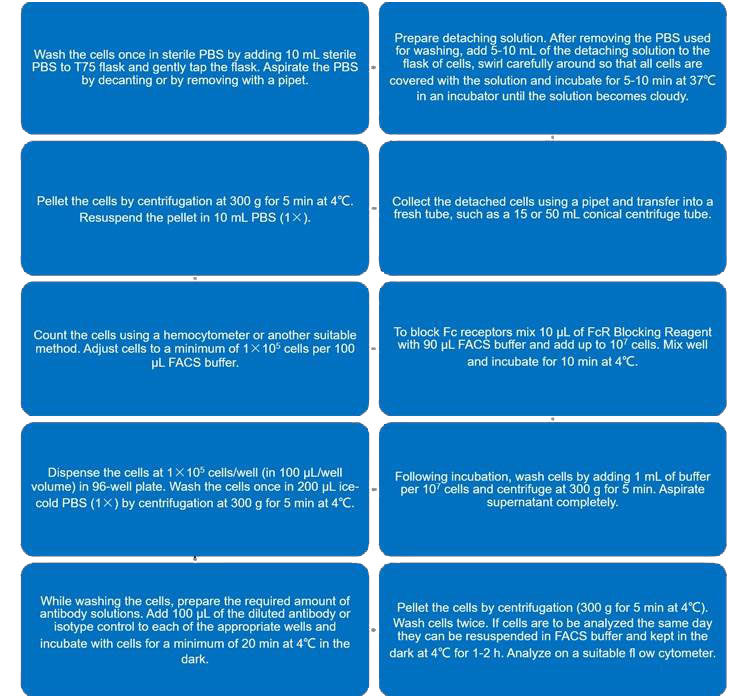 Flow chart of cell membrane-bound CD46 detection protocol using flow cytometry. 