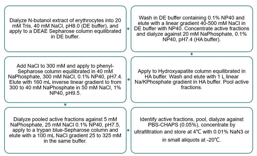 Flow chart of decay accelerating factor (DAF/CD55) purification protocol. 