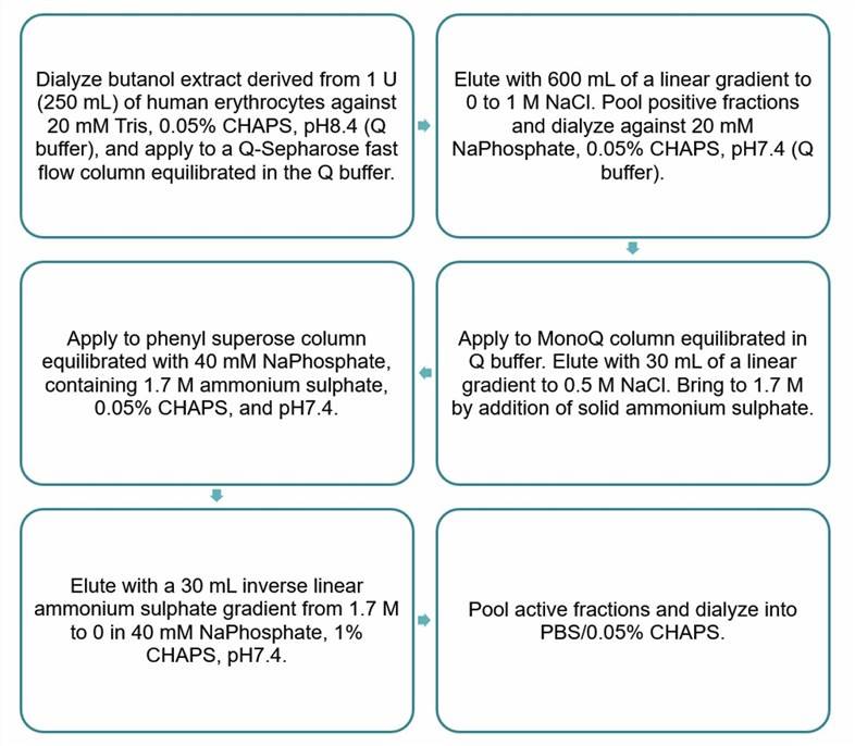 Flow chart of CD59 purification by anion exchange and hydrophobic interaction.