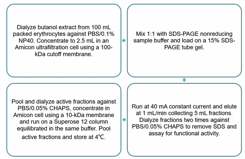 Flow chart of CD59 purification by preparative SDS-PAGE.