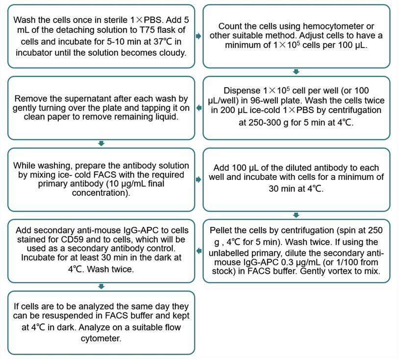 Flow chart of flow cytometry-based CD59 detection protocol.