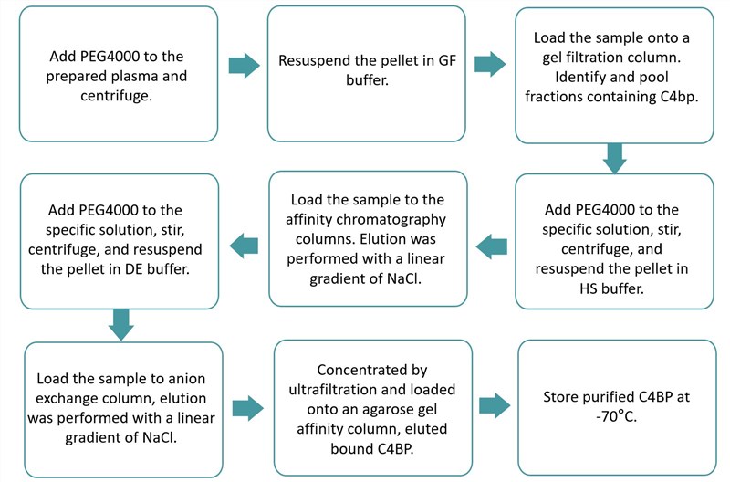 Flow chart of C4BP purification protocol.
