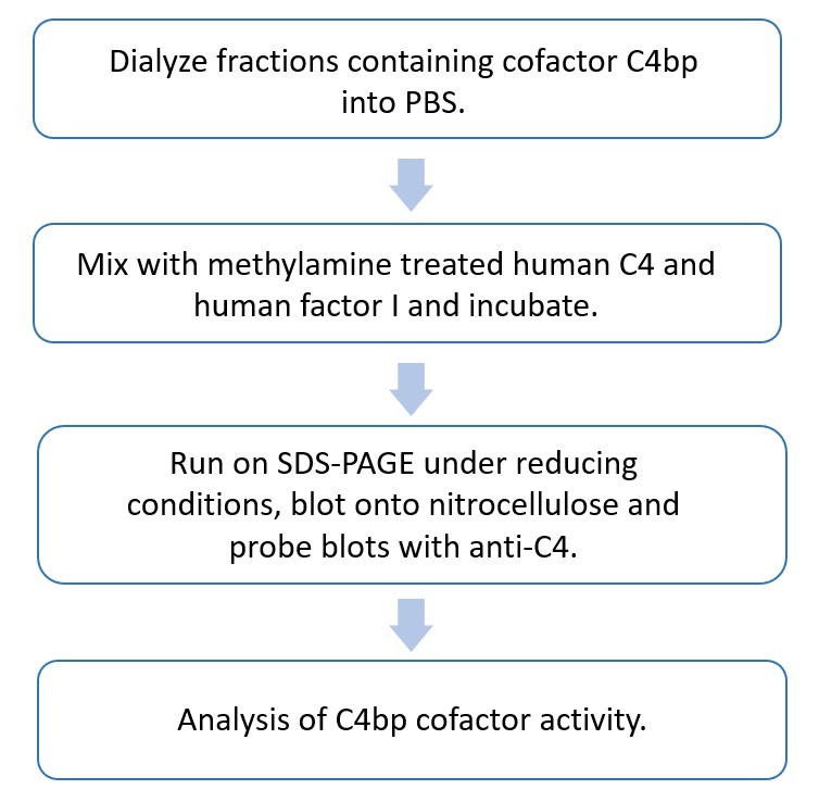 Flow chart of C4BP functional analysis protocol.
