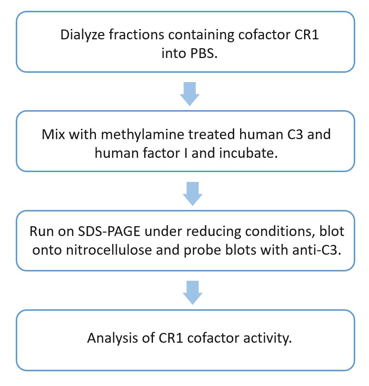 Flow chart of CR1 functional assay.