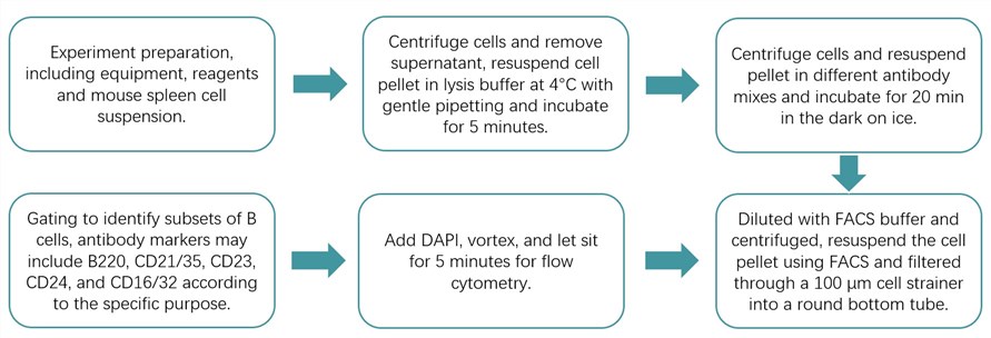 Flow chart of CR2 on mouse splenic B cells detection