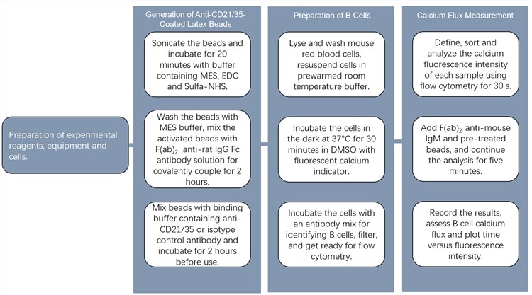Flow of monitoring enhanced B-cell receptor Ca2+ mobilization protocol.