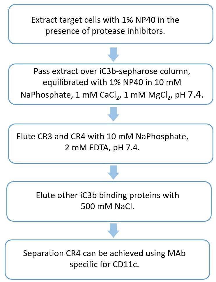 Flow chart of CR4 purification protocol. 