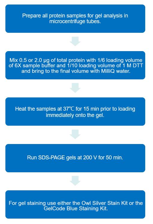 Flow chart of SDS-PAGE silver Stain and GelCode Blueanalysis protocol of C2. (Creative Biolabs)
