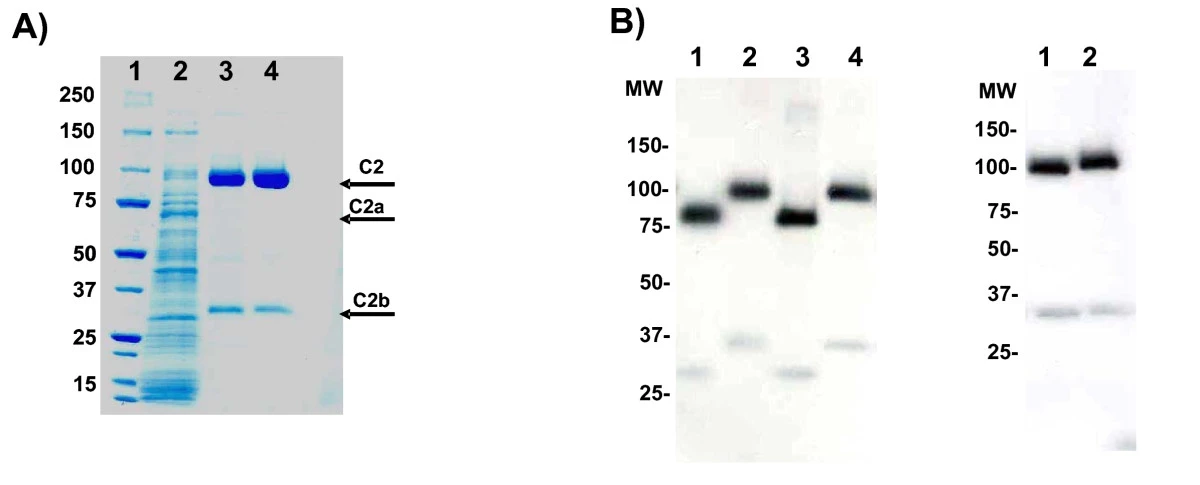  Expression, purification, and post-translational modification of rhC2.