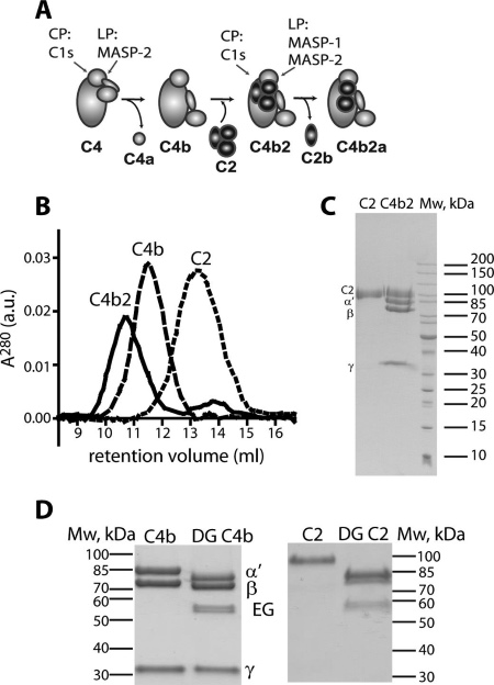 Scheme of the CP and LP pathways of complement and preparation of C2 and C4b2 samples for SAXS experiments.