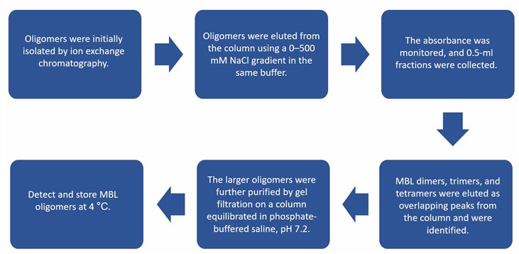 Flow chart of fractionation of MBL oligomers.