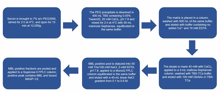 Flow chart of the MASP-1 and MASP-2 purification protocol.