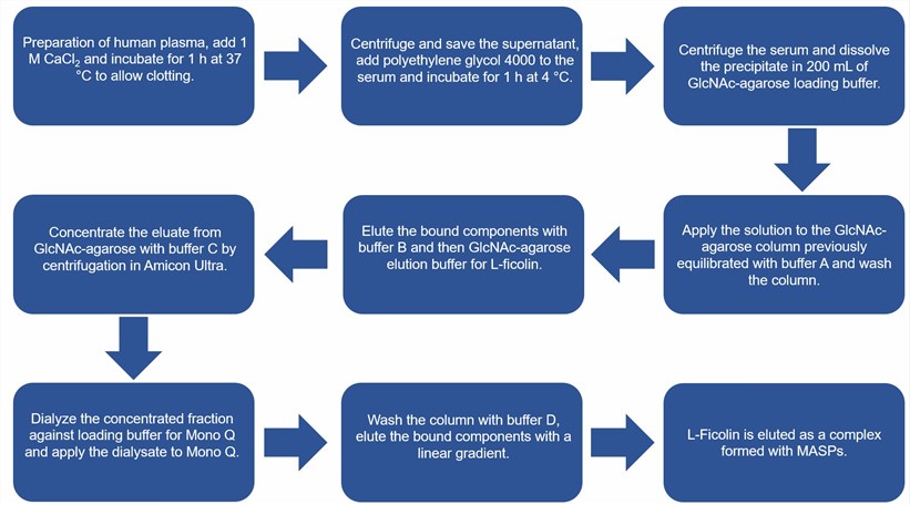 Flow chart of the L-Ficolin purification protocol.