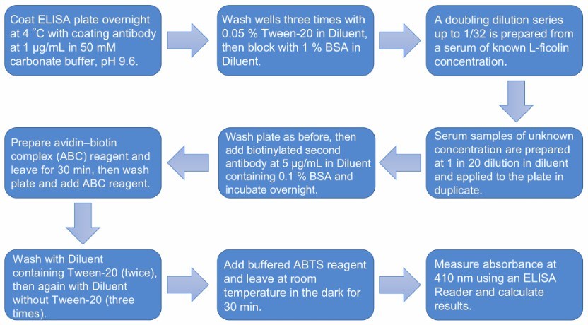 Flow chart of the L-Ficolin concentration detection protocol.