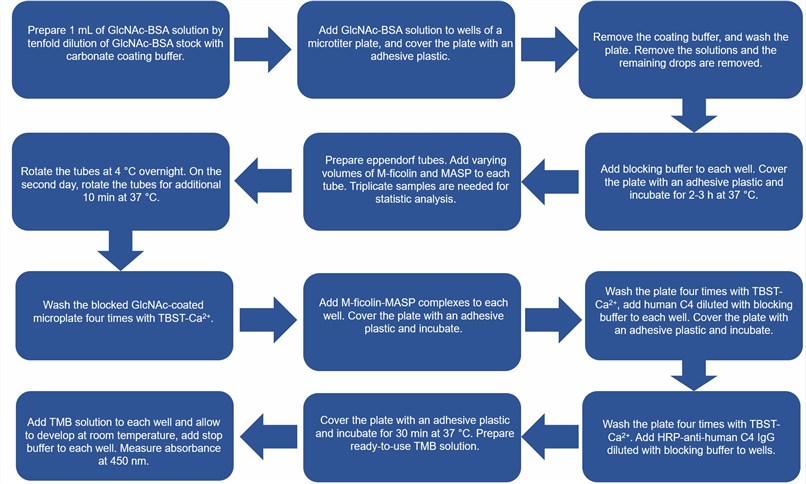 Flow chart of the M-ficolin-MASP mediated complement activation protocol.