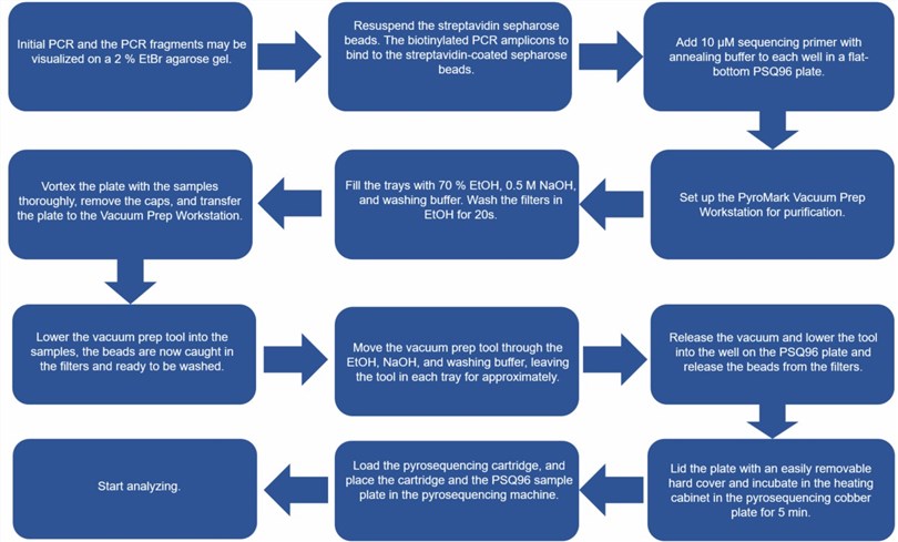 Flow chart of the genotyping protocol of MBL2 polymorphisms using pyrosequencing. 