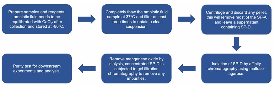 Workflow of the purification of SP-D in amniotic fluid samples.