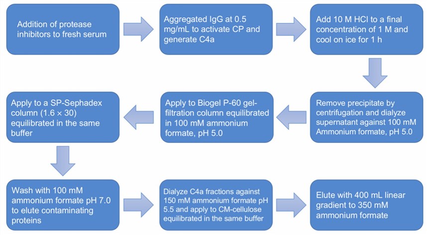 Flow chart of anaphylatoxin C4a purification protocol.