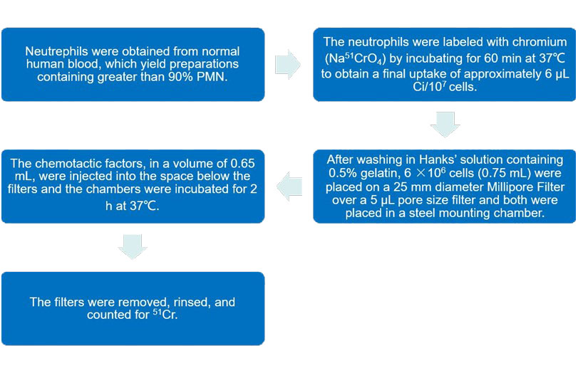 Flow chart of Neutrophil Chemotaxis Assays.
