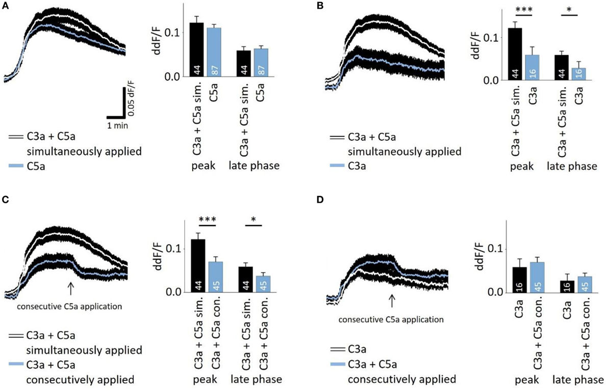Interactive signaling between C3a and C5a stimulation was observed in calcium transients.