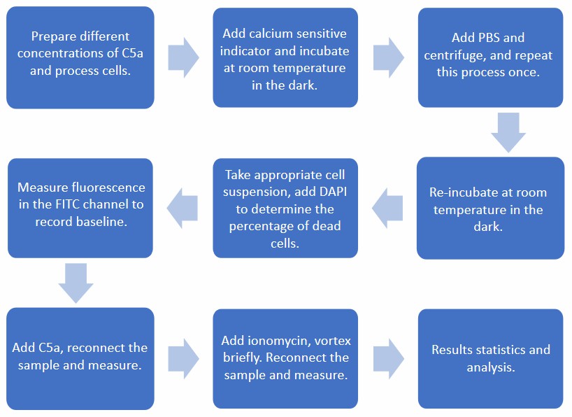 Flow chart of detection protocol of C5a-mediated increase in intracellular calcium.