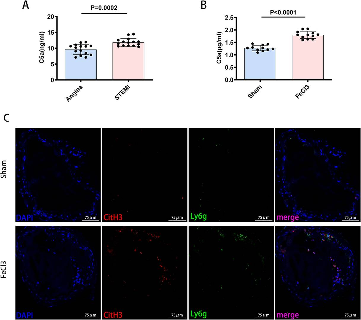 C5a promoted arterial thrombosis by triggering neutrophils to release NETs.