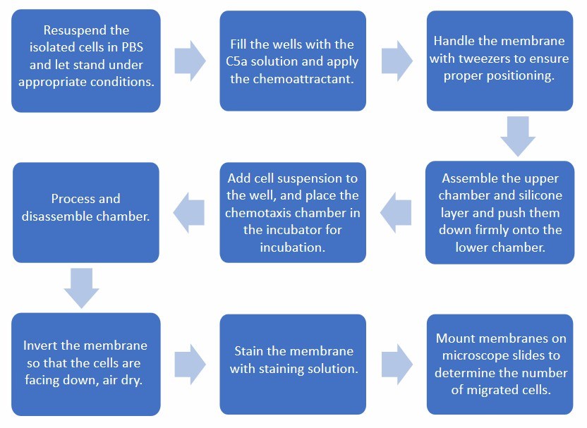 Flow chart of C5a-mediated chemotaxis of bone marrow-derived neutrophils protocol.