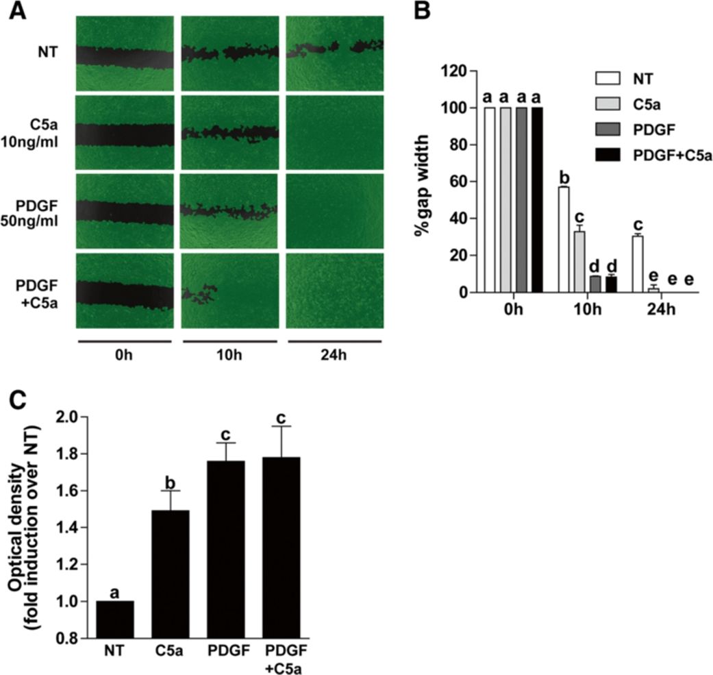 C5a enhanced HSC chemotaxis.