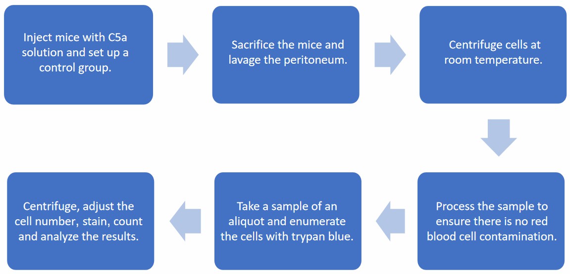 Flow chart of C5a-mediated cell migration in vivo protocol.