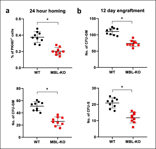 Defect in homing and short-term engraftment of WT HSPCs in Mbl-KO mice.