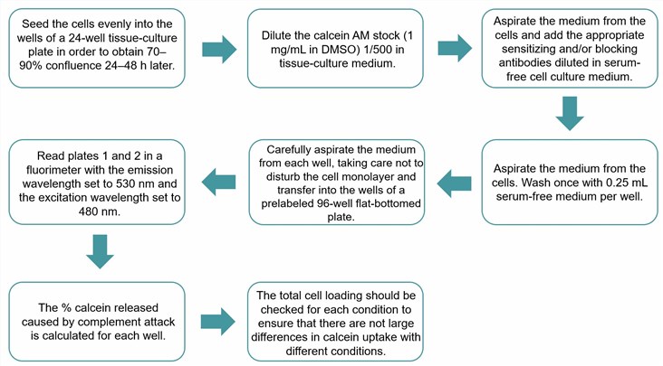 Flow chart of the calcein release assay protocol. (Creative Biolabs Original)